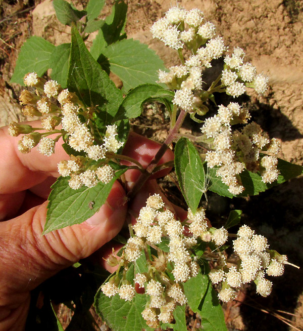 AGERATINA PAZCUARENSIS, inflorescences from above