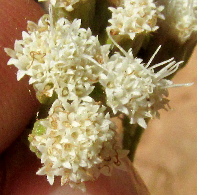 AGERATINA PAZCUARENSIS, close-up of capitula from above