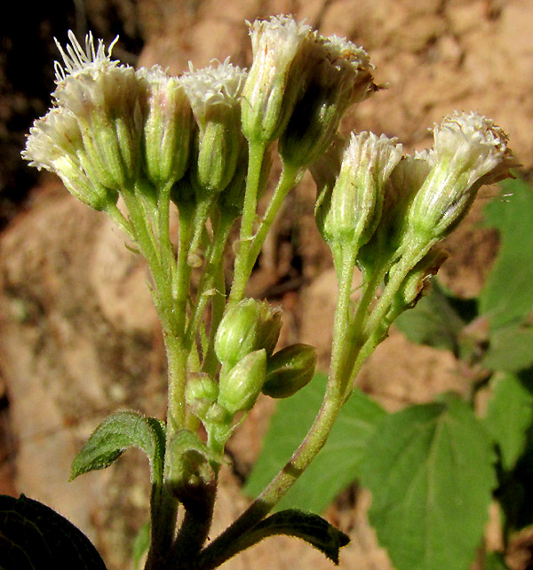 AGERATINA PAZCUARENSIS, inflorescence from side