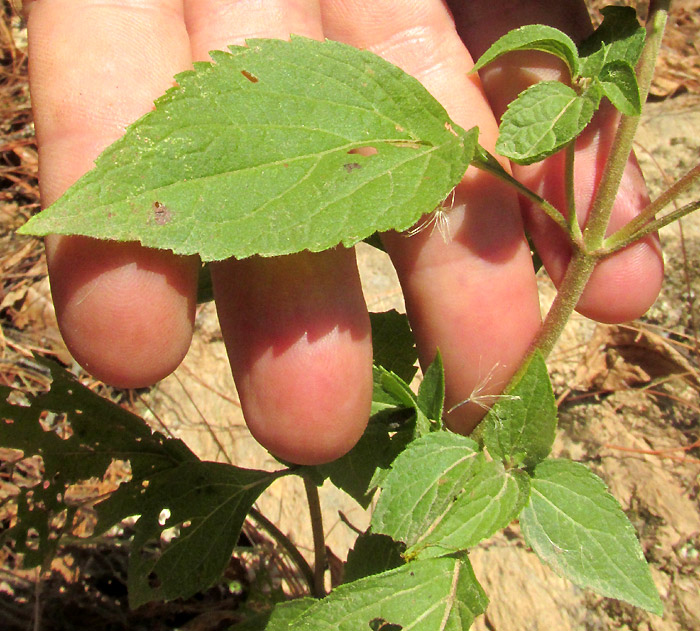 AGERATINA PAZCUARENSIS, leaves from above