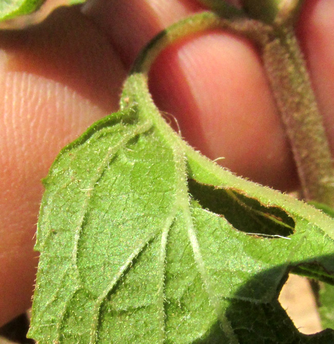 AGERATINA PAZCUARENSIS, close-up of leaf base from below