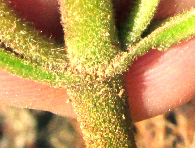 AGERATINA PAZCUARENSIS, close-up of stem at node, with petioles and shoots