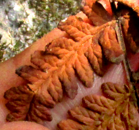 HEMIONITIES [ALEURITOPTERIS] FARINOSA, close-up of dried blade showing farinose undersurface and black costae