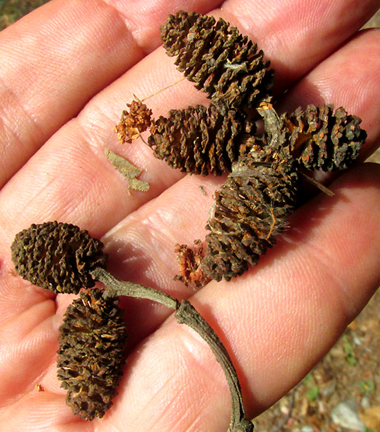 Andean Alder, ALNUS ACUMINATA, leaves