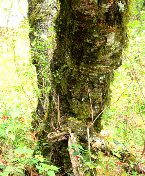 Andean Alder, ALNUS ACUMINATA