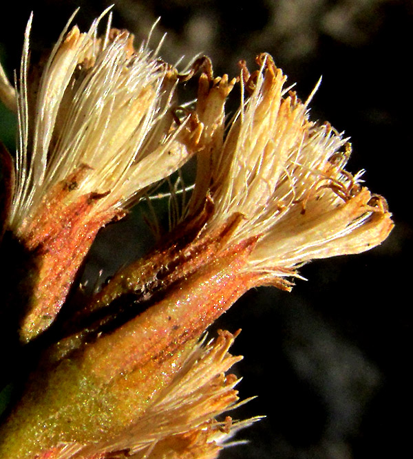 ARCHIBACCHARIS HIERACIOIDES, capitulum from side, showing phyllaries, and pappus bristles extending a little above the corollas
