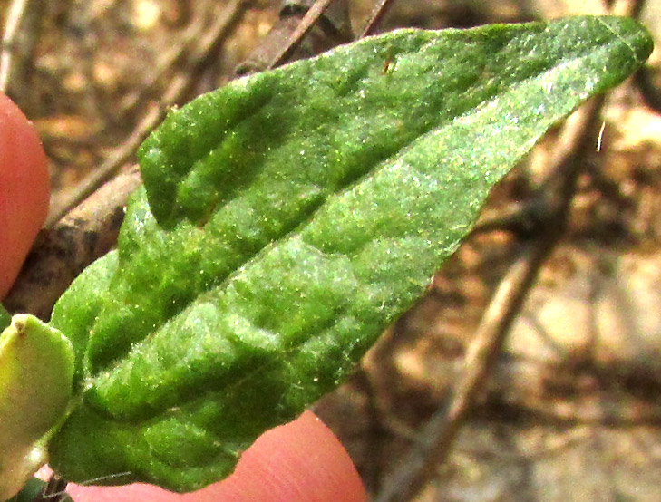 ARCHIBACCHARIS HIERACIOIDES, leaf upper surface sparsely hairy, maybe with glandular hairs