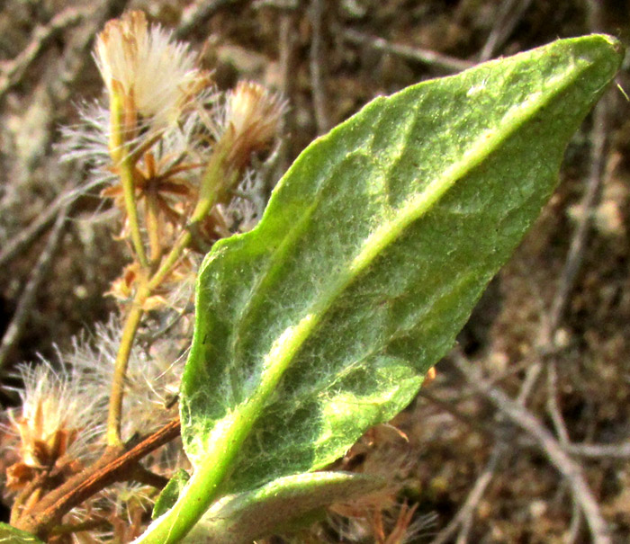 ARCHIBACCHARIS HIERACIOIDES, young leaf lower surface with arachnid hairs