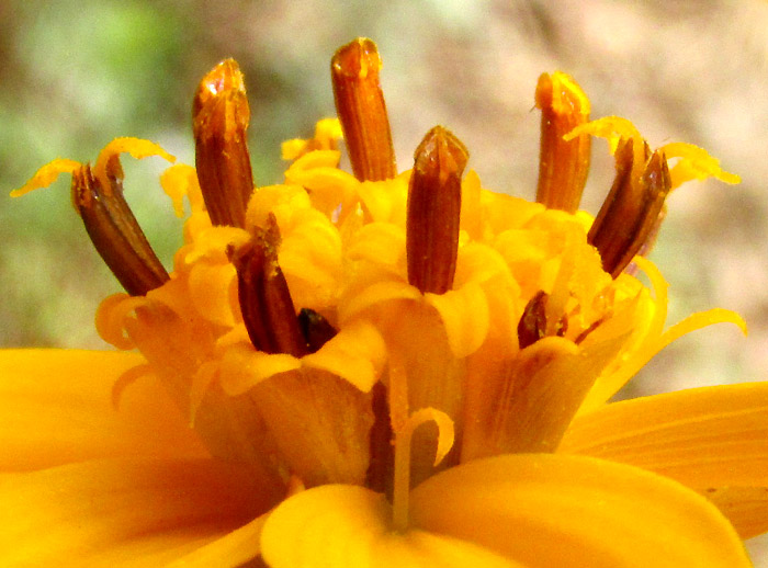 ELECTRANTHERA MUTICA, close-up of stamens and styles, including styles of ray florets