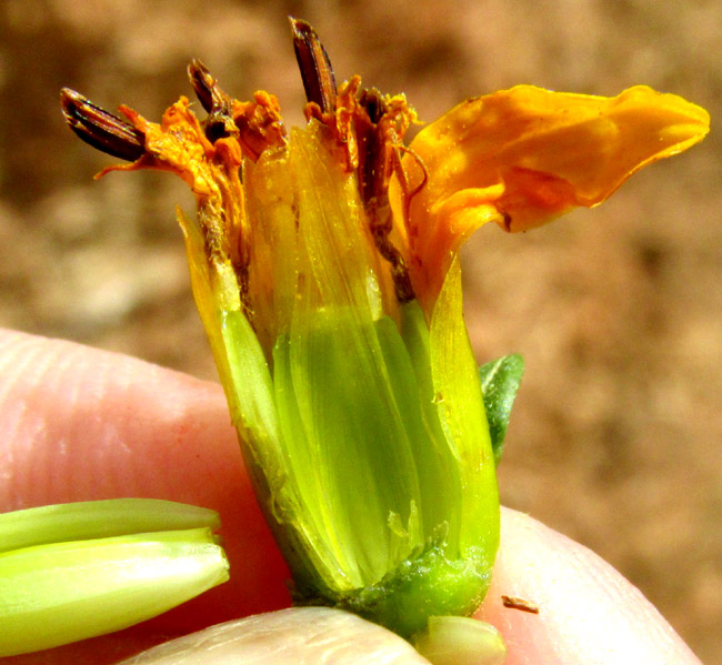 ELECTRANTHERA MUTICA, opened capitulum showing paleae and cypselae