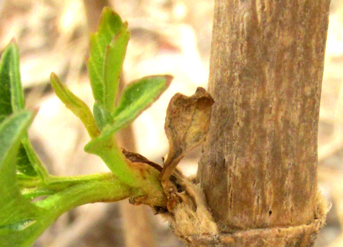 ELECTRANTHERA MUTICA, semi-woody stem with sprouting branch