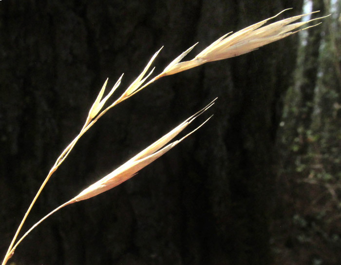 BROMUS CARINATUS, past mature inflorescence with empty glumes and a few florets