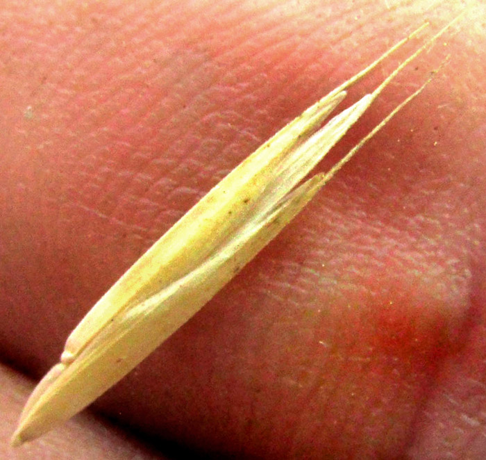 BROMUS CARINATUS, awned spikelets showing veins on glumes