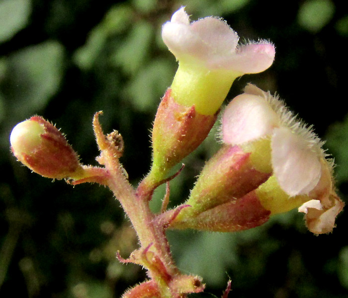 CITHAREXYLUM AFFINE, flowers side view