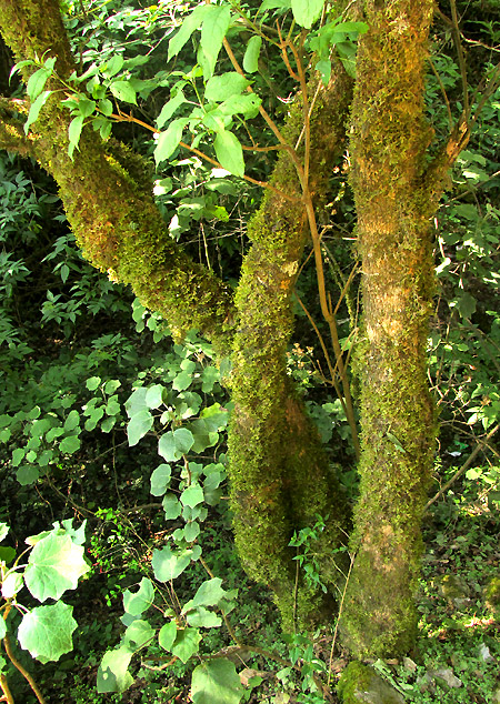 CITHAREXYLUM AFFINE, branched trunk