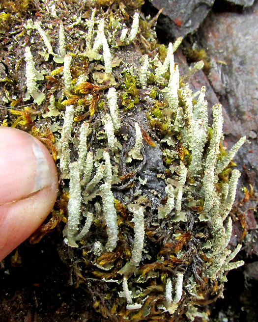 Lipstick Powderhorn Lichen, CLADONIA MACILENTA, amid mosses on decaying pine bark
