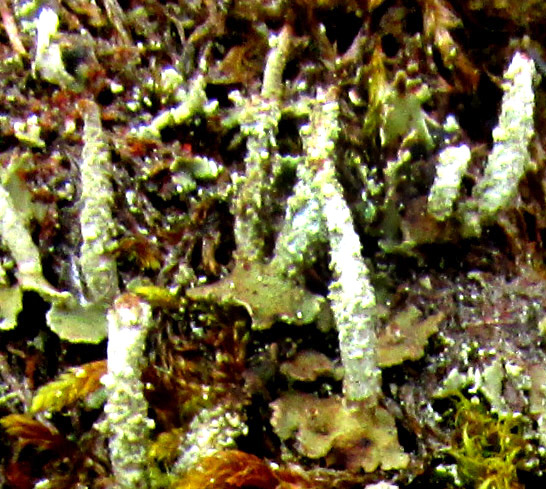 Lipstick Powderhorn Lichen, CLADONIA MACILENTA, arising from scale-like thalli