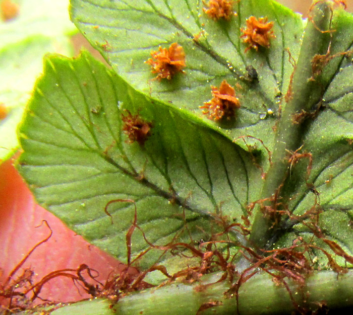 Alpine Wood Fern, DRYOPTERIS WALLICHIANA, close-up of blunt pinna tips and long scales on the rachis