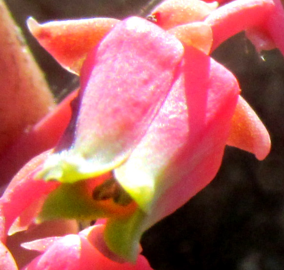 ECHEVERIA HYALINA, flower from front, yellow corolla tips