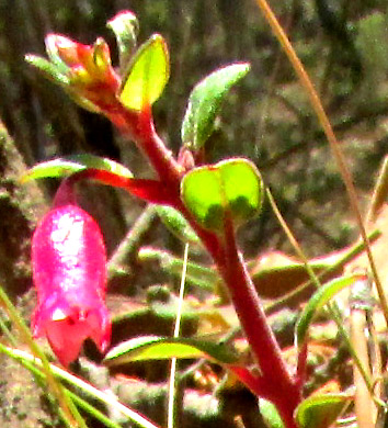 FUCHSIA ENCLIANDRA, male flower arising singly from leaf axil
