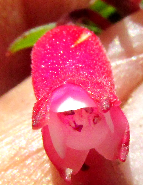 FUCHSIA ENCLIANDRA, close-up of front of male flower