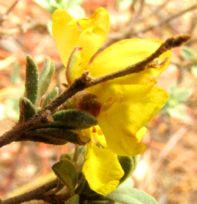 HELIANTHEMUM COULTERI, flower from side