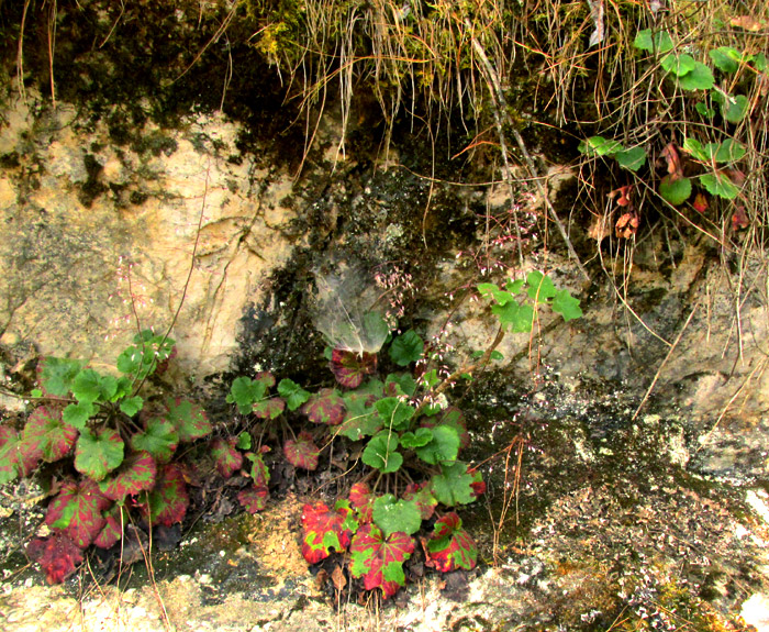 HEUCHERA LONGIPETALA var. ORIZABENSIS, flowering colony in habitat