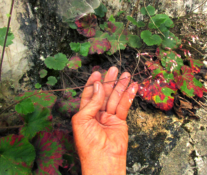 HEUCHERA LONGIPETALA var. ORIZABENSIS, flowering inflorescence