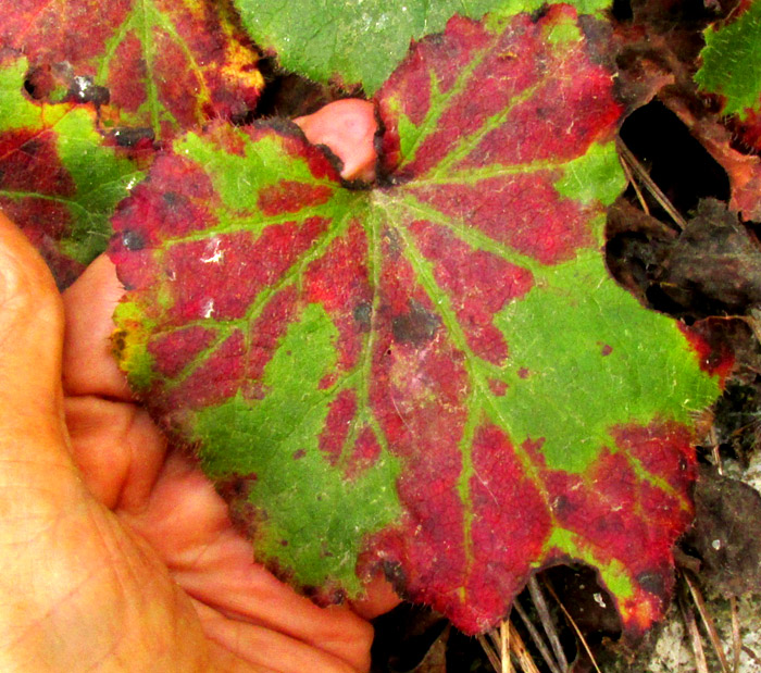 HEUCHERA LONGIPETALA var. ORIZABENSIS, leaf