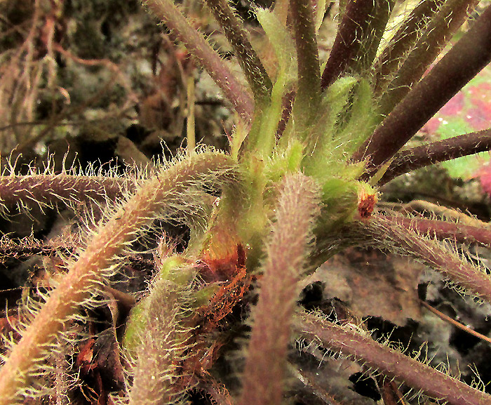 HEUCHERA LONGIPETALA var. ORIZABENSIS, flower side view