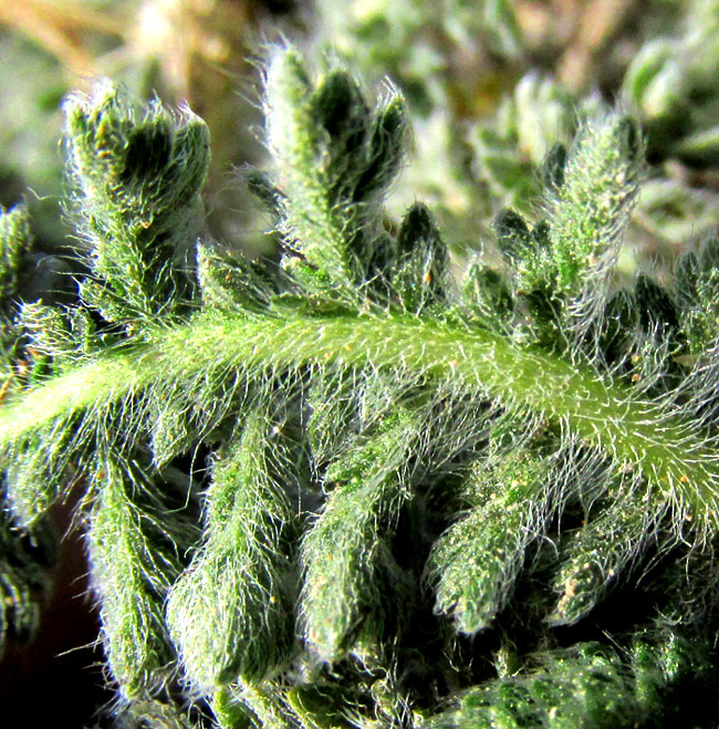 HYBRIDELLA GLOBOSA, close-up of very hairy, expanding pinnately compound leaf
