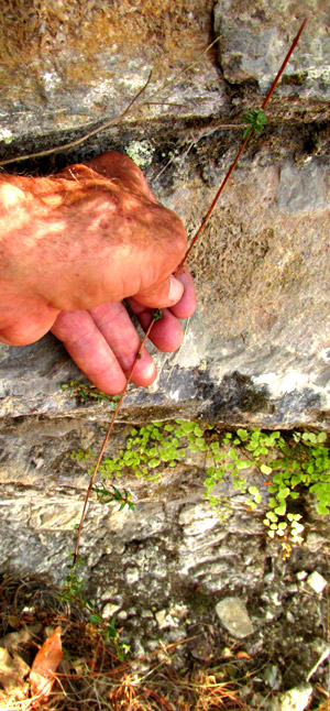 LYTHRUM GRACILE, leafless stem in habitat