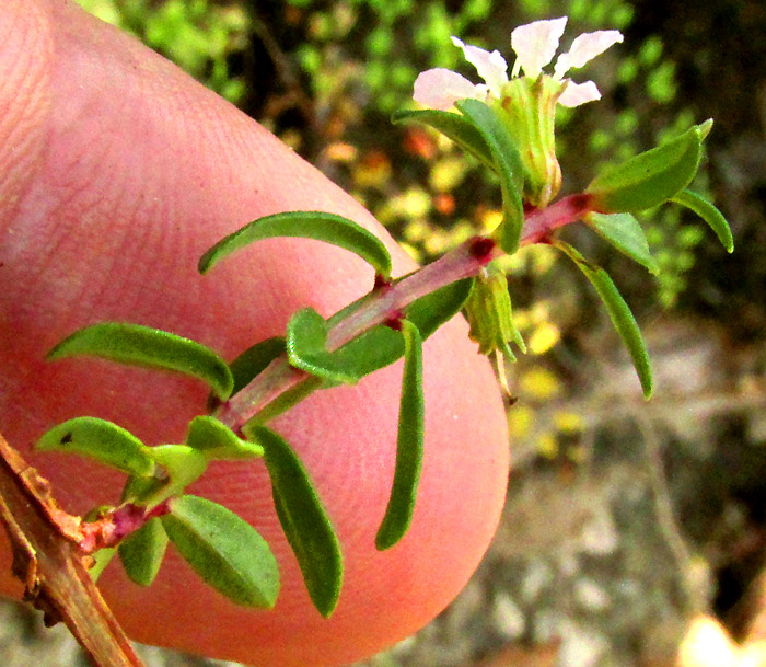 LYTHRUM GRACILE, sprout with leaves and flower