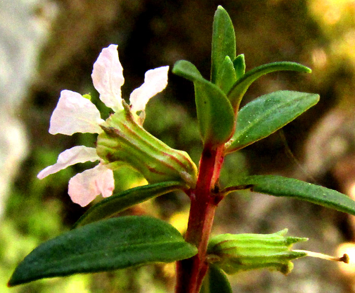 LYTHRUM GRACILE, flower from side, squared stem