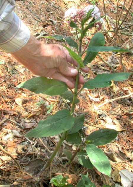 ASCLEPIAS sp. nov. in habitat