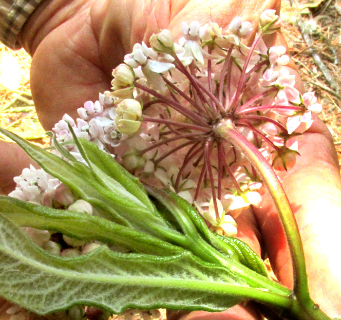 ASCLEPIAS sp. nov., umbellate inflorescence viewed from below