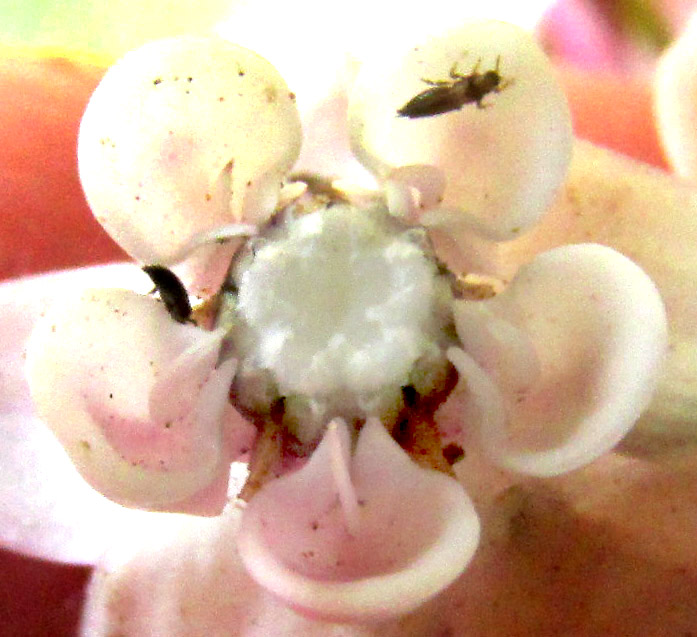 ASCLEPIAS sp. nov., gynostegium, horns and hoods from above