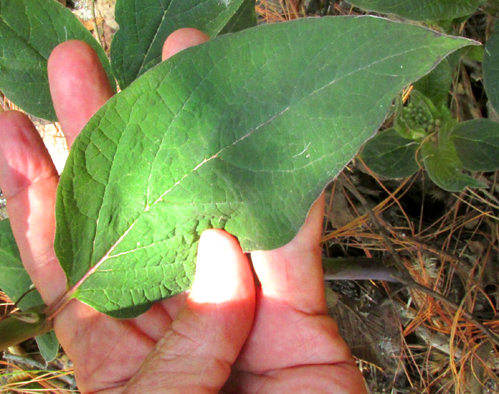 ASCLEPIAS sp. nov., leaf upper surface