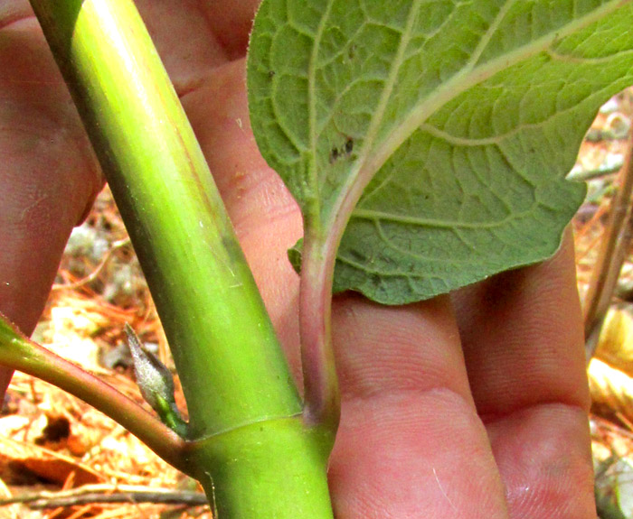 ASCLEPIAS sp. nov., leaf undersurface, petioles and thick, smooth stem