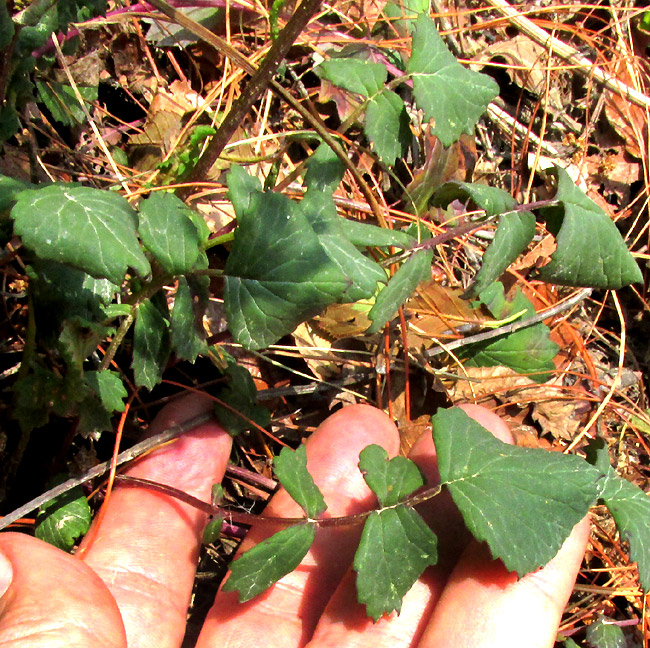 PACKERA SANGUISORBAE, basal leaves