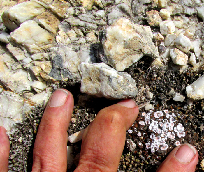 Fishscale Lichen, PSORA CRENATA, in habitat