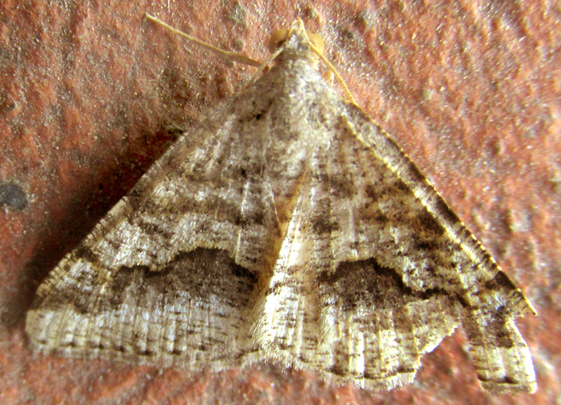 Angle Moth, SPERANZA COLATA, view from above