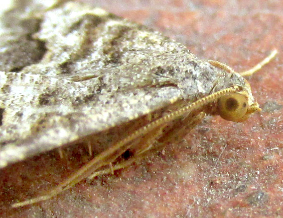 Angle Moth, SPERANZA COLATA, view from side emphasizing antenna and compound eyes