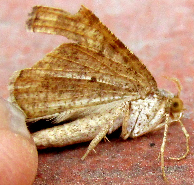 Angle Moth, SPERANZA COLATA, wing underside