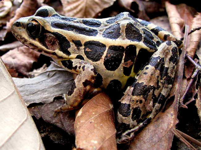 Pickerel Frog, RANA PALUSTRIS
