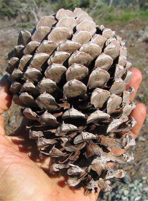 Australian Pine Pick - Rustic Roots