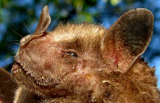 jamaican fruit bat habitat