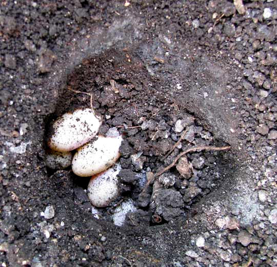 nest of Striped Basilisk, BASILISCUS VITTATUS, with eggs