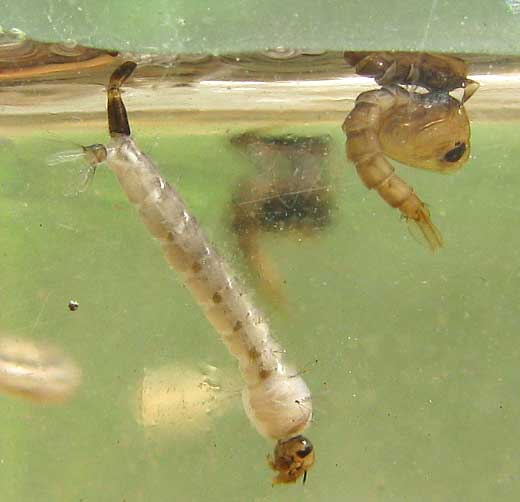 Личинки в воде с хвостиками фото