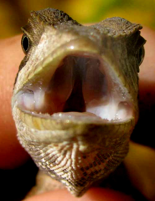 Striped Basilisk, BASILISCUS VITTATUS, inside mouth showing Eustachian tube openings